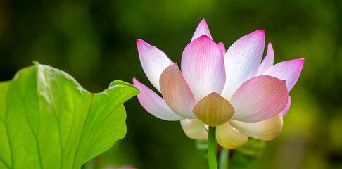 Fototapeta premium Lotus pond. Water lily close up. Sacred lotus flower in Buddhism. Calmness and tranquility. Spa treatments, yoga, meditation. Tropical nature.