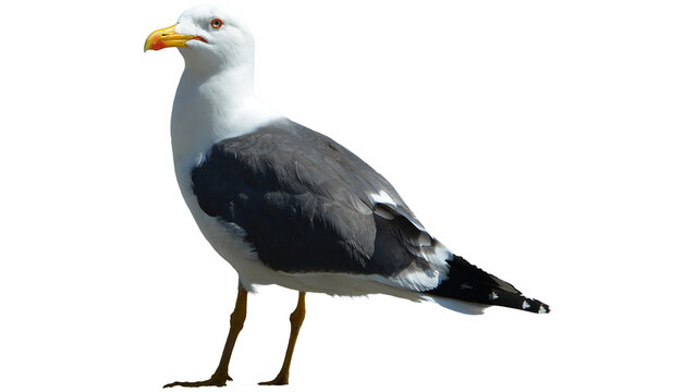 seagull png, seagull, bird, sea, gull, isolated