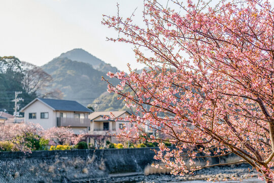 Kawazu cherry blossoms with Japanese countryside village at sunset