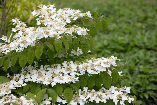 Selective focus  white cream flower of Japanese snowball blooming in the garden with green leaves, Viburnum plicatum is a species of flowering plant in the family Adoxaceae, Natural floral background.