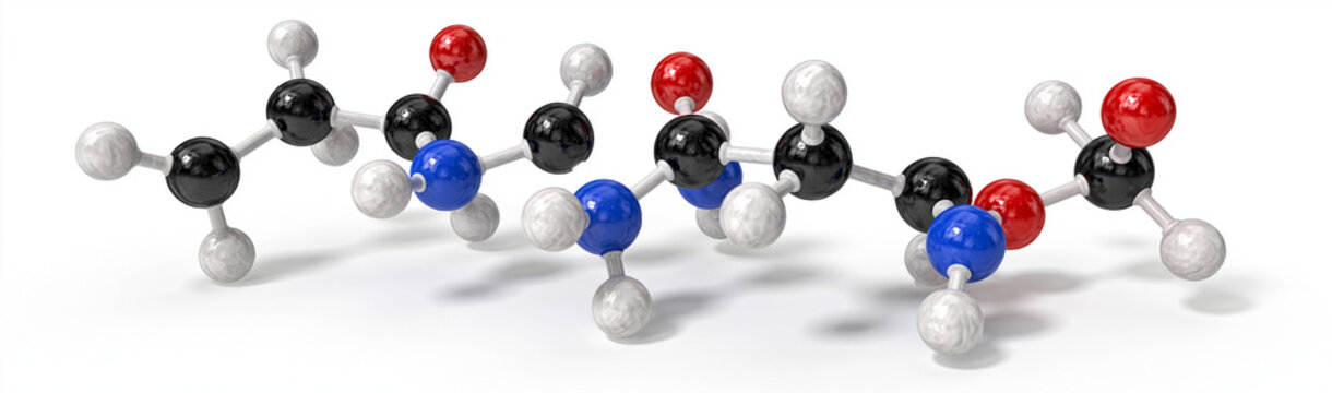 Peptide Chain Model: A 3D molecular model illustrating a short peptide chain composed of amino acids, showcasing the bonds and atomic structure.