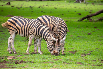 Obraz premium Zebras walking in a green meadow and eating grass. African zebras in the savannah. Wild animals in their natural habitat.