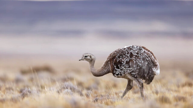 Lesser Rhea Walking Across Patagonian Steppe Grassland, Torres del Paine, Chile