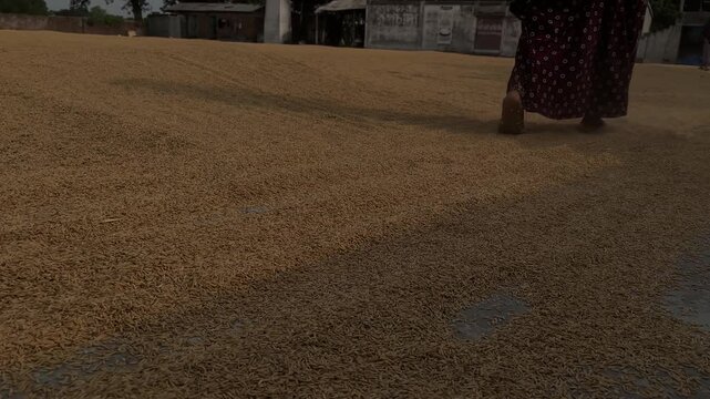  Everyone is busy drying the new rice.