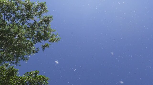Poplar fluff flying in the wind against a blue sky, 4K, vertical. Low angle view of lush green trees blowing in the wind with white poplar tree seed fluff flying through the air against a sunny sky.