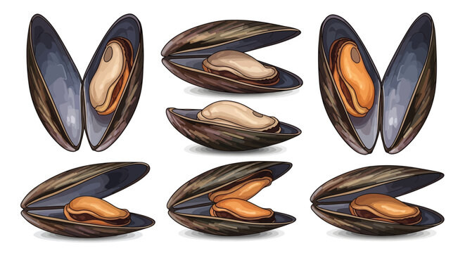 Fresh sea mussels collection showing different angles and states of open shells with edible mollusks inside isolated on white background for food design.