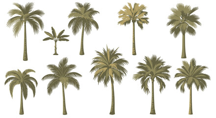 Set of isolated vector palm trees on white background perfect for tropical landscape design vacation travel posters or summer themed illustrations and web. © shamim shamim