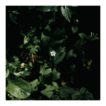 Flor, peque&ntilde;a, blanca, p&eacute;talos, centro, amarillo, diminuta, silvestre, verde, hojas, follaje, vegetaci&oacute;n, naturaleza, planta, brote, sombra, penumbra, contraste, oscuridad, fondo, negro, luz, directa