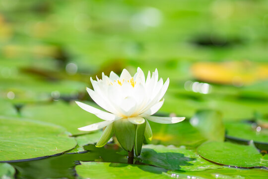 水辺の花」の写真素材 | 28,554件の無料イラスト画像 | Adobe Stock
