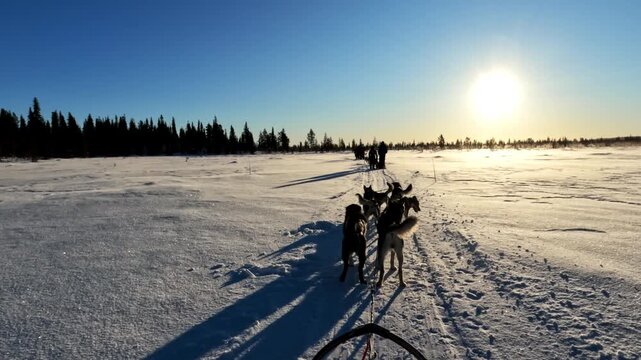 Excited husky dogs wait for sled departure in Kiruna, Sweden. The team shuffles and wags tails eagerly on open snow-covered winter terrain.