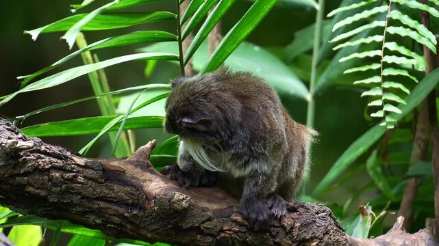 An Emperor tamarin monkey (Saguinus imperator) perches on the branch, looks around its surroundings, and makes long high-pitched calls, close up shot.