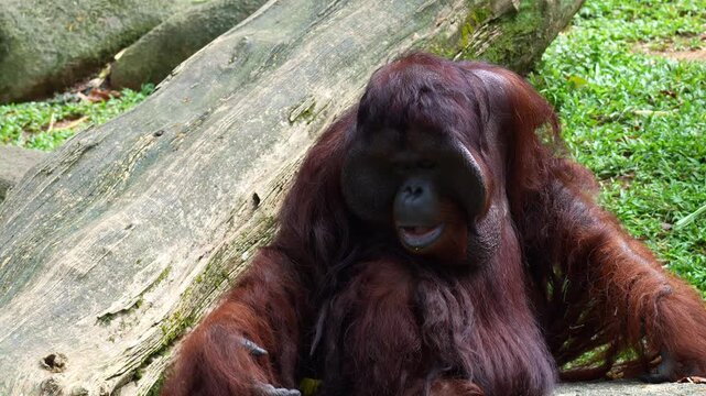 A flanged male orangutan sits on the ground in a relaxed position, trying to catch a piece of food and eating it, close up shot.