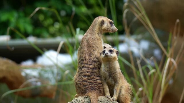 Three meerkats (Suricata suricatta) on high alert, scanning their surroundings and keeping watch on a high point, close up shot.