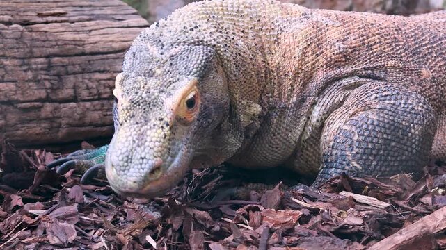 Komodo dragon lizard face close up