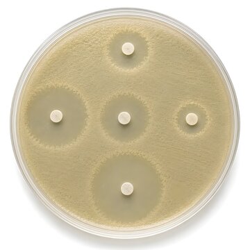op-view macro photograph of a microbiology agar plate used for antibiotic susceptibility testing with disk diffusion method.
