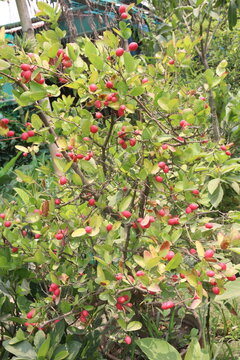 Carissa carandas fruit on tree in farm