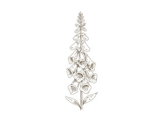 Vintage Foxglove, Hand Drawn Engraving Style Botanical Illustration © yoko