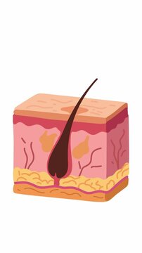 animation hair follicle cross section in skin tissue medical visualization