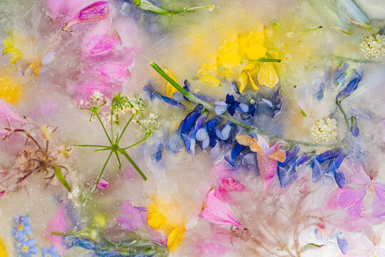 abstract frozen floral wildflower background in watercolor style