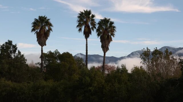 fog descending below palm trees and mountains,, Stanford, South Africa