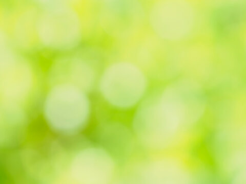 自然風景のアウトフォーカス。滑らかなグラデーションの抽象表現。光を感じる雰囲気。明るく爽やかな新緑。森の風景。ぼんやりした木漏れ日のイメージ。自然界の色調。