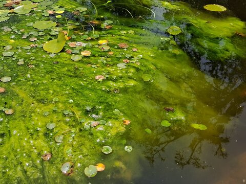 estanque con plantas acu&aacute;ticas 