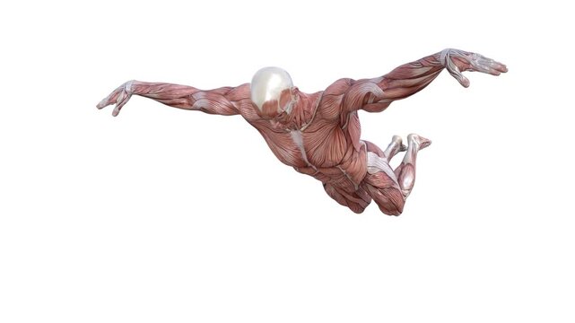 3D Render :  a male character with muscle tissue texture performs butterfly style swimming , 45 degrees front view

