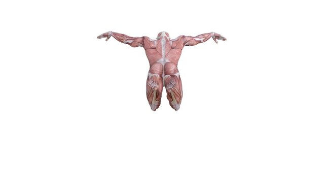3D Render :  a male character with muscle tissue texture performs butterfly style swimming , back view
