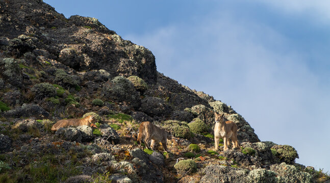 Wide diagonal shot of a wild cougar family with a cub walking in profile female Rupestre standing alert on rocks under a blue sky in Torres del Paine National Park Chile