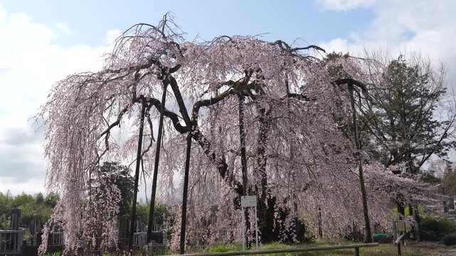 高麗川霊巌寺のしだれ桜