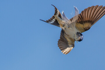 Barn Swallow by the Rozé Canal, Brittany, France © serge