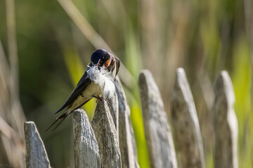 Barn Swallow by the Rozé Canal, Brittany, France © serge