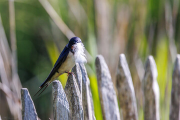 Barn Swallow by the Rozé Canal, Brittany, France © serge