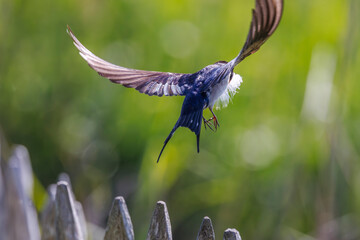 Barn Swallow by the Rozé Canal, Brittany, France © serge