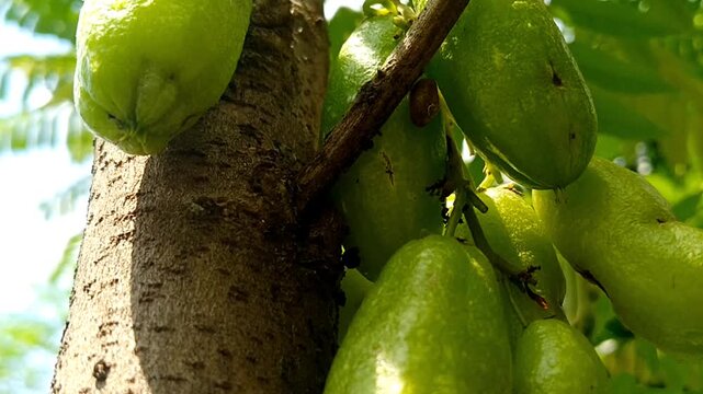 Raw Averrhoa bilimbi ingredients for traditional cooking and herbal medicine