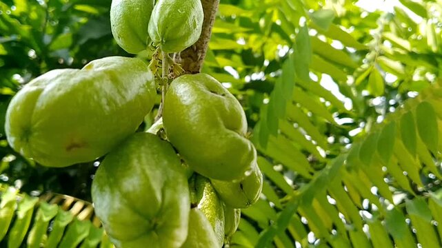 Group of organic Averrhoa bilimbi source of vitamin c