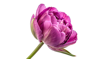 Obraz premium purple double late peony flowered tulip flower blossom head on stem isolated on transparent background
