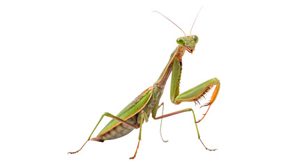 Green praying mantis insect standing on profile macro isolated on transparent background © Hanna