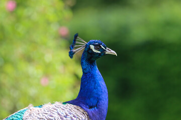 Obraz premium Peacock eye and crest in sharp focus