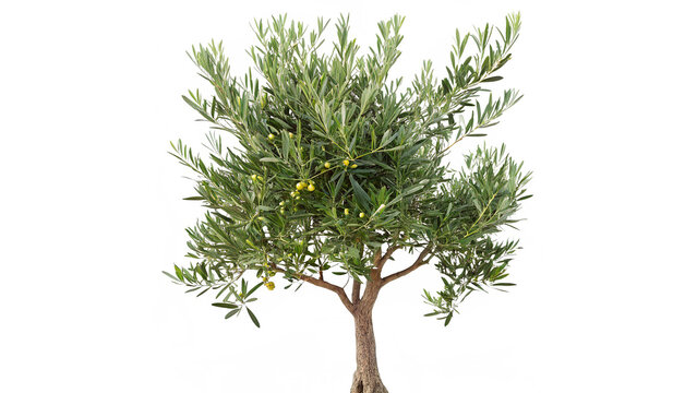 Small green olive tree shrub with dense foliage isolated on transparent background