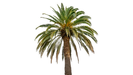 phoenix canariensis palm tree with long fronds isolated on transparent background © Hanna