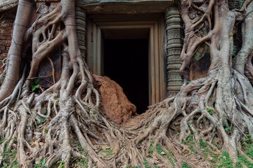 Fototapeta premium Massive tree roots engulf an ancient stone doorway at Koh Ker temple in Siem Reap, Cambodia. The temple is famous for being reclaimed by nature.