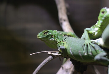 Fototapeta premium Bright green lizard perched on wood with a dark textured bokeh background