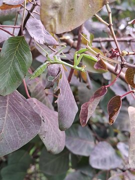 mantis religiosa 