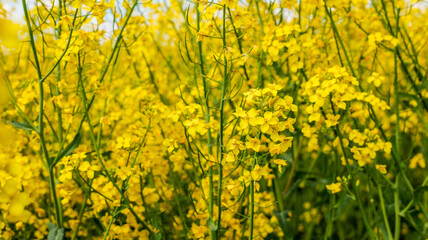 Obraz premium Vibrant yellow rapeseed flowers blooming in a sunlit field during springtime