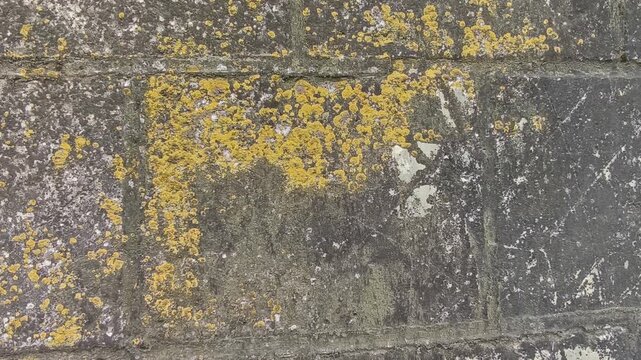 Close-up of an old rustic stone wall covered in bright yellow lichens and green moss, swaying slightly with tiny natural movements in daylight