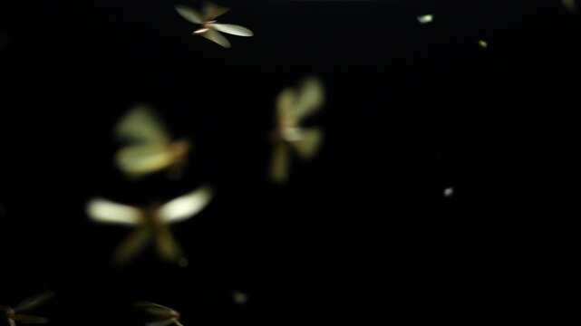 Large groups of alates are buzzing around light bulbs at night, a termite ecosystem.