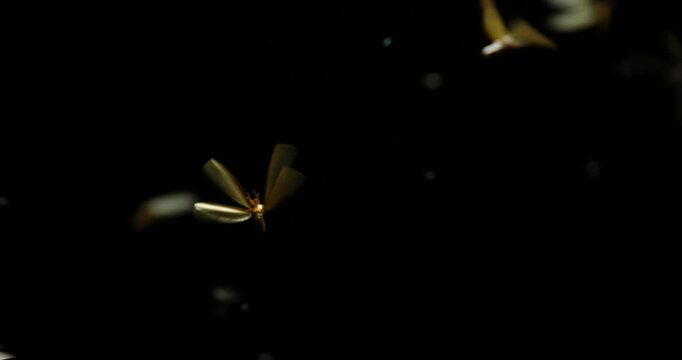 Large groups of alates are buzzing around light bulbs at night, a termite ecosystem.
