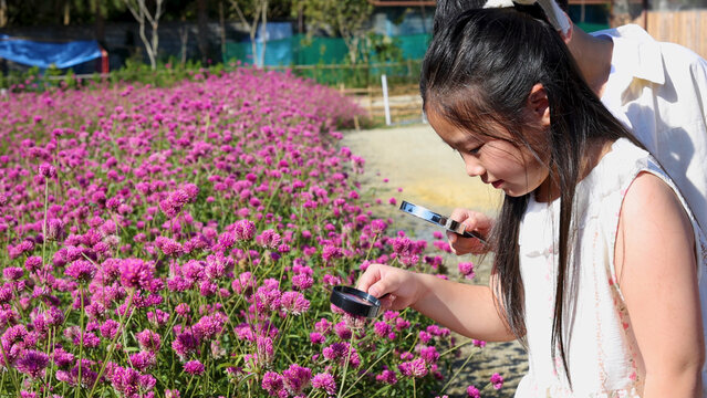 Asian Girl Examining Pink Gomphrena Globosa Flowers with Magnifying Glass