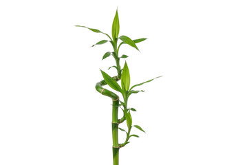 Fototapeta premium Lucky bamboo plant with spiral stem isolated on transparent background